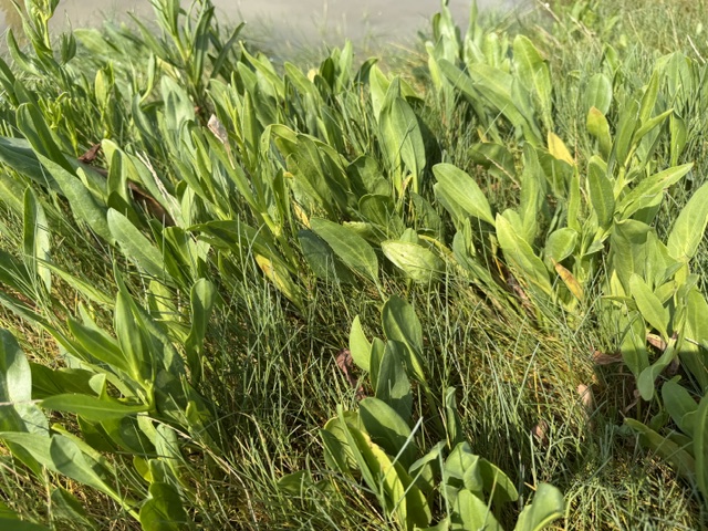 Sea aster and salt-marsh vegetation near the waterline