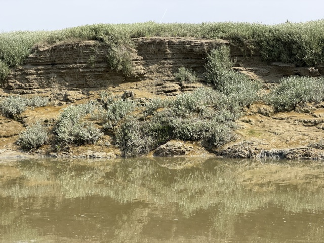 Eroded layered mud bank with salt-marsh plants above murky tidal water