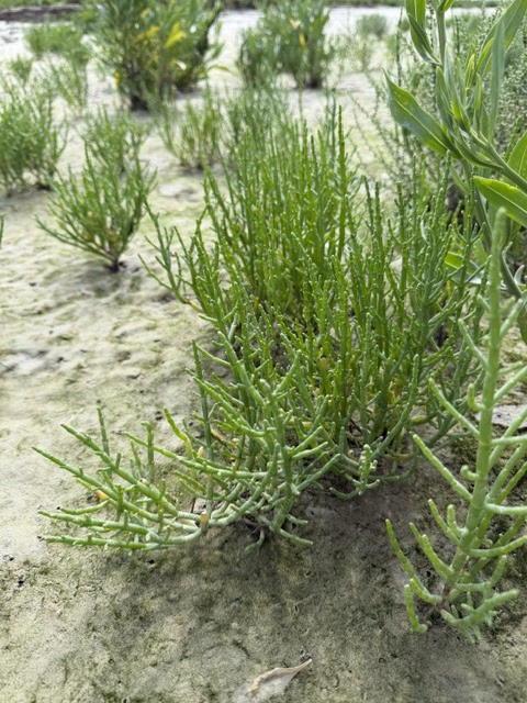 Salicornia on the Bay of Somme mudflats