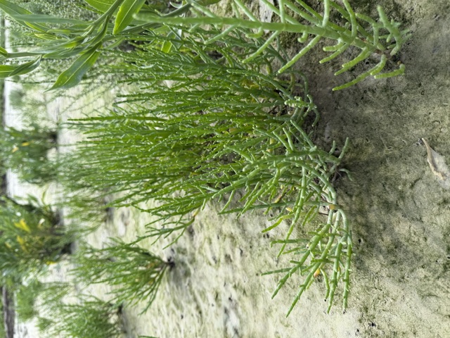 Salicornia on the Bay of Somme mudflats