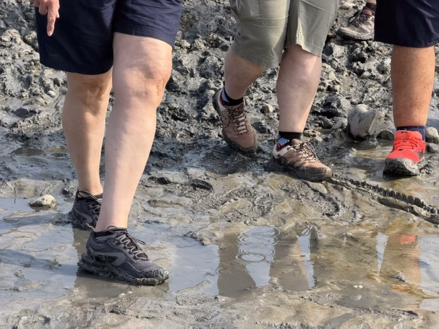 Guided walk across the muddy tidal flats of the Bay of Somme