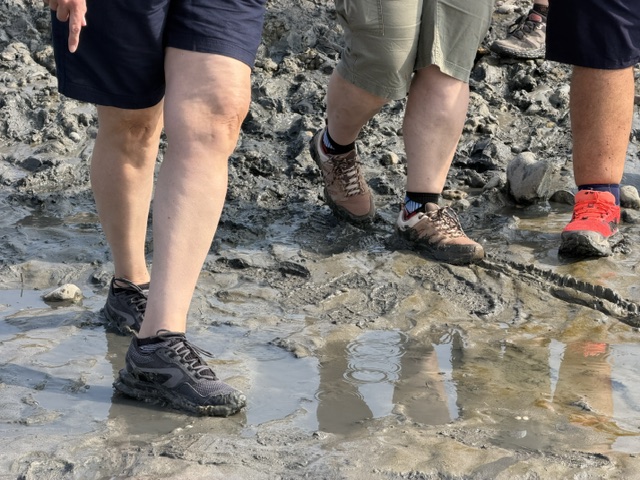 Guided walk across the muddy tidal flats of the Bay of Somme