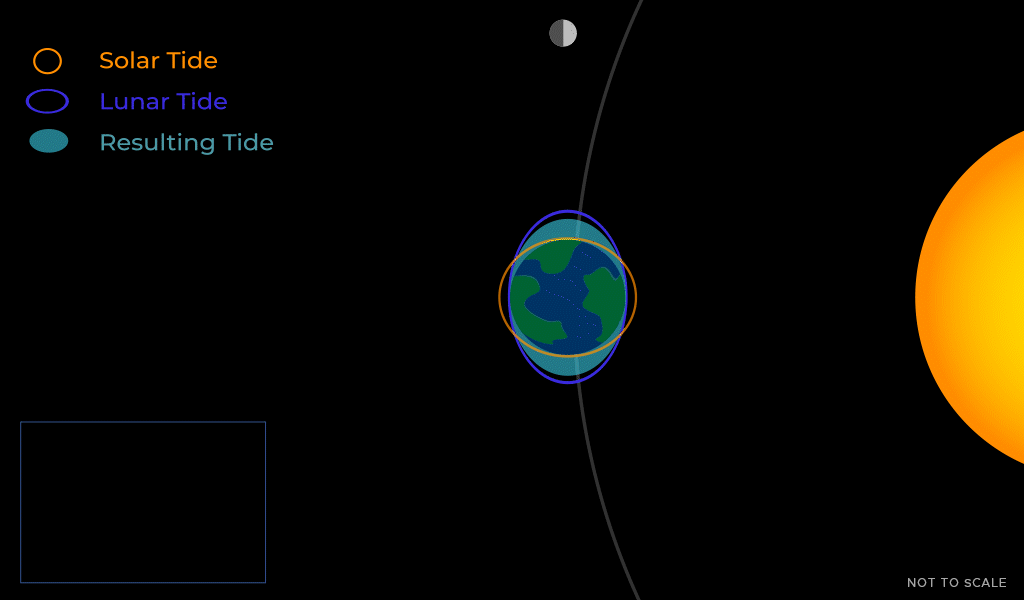 NASA animation of spring and neap tides as the Sun, Earth and Moon line up or sit at a right angle